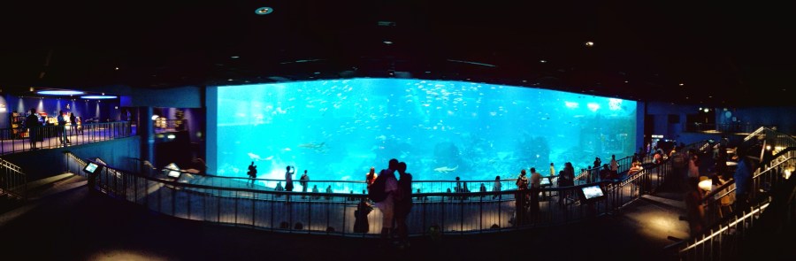 Memandangi Open Ocean