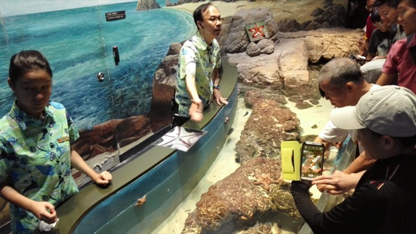 Ini kolam khusus untuk menyentuh langsung beberapa makhluk laut itu