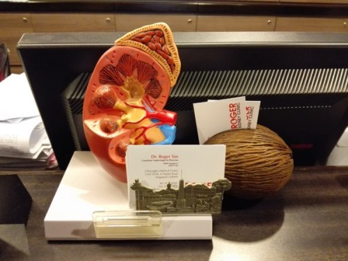 Alat peraga anatomi ginjal di klinik 